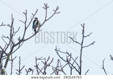 Great Spotted Woodpecker On Branch (dendrocopos Major)