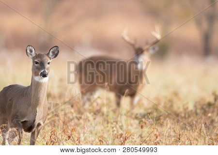A White-tailed Doe In The Foreground With Large Buck Background In Meadow In Smoky Mountains Nationa