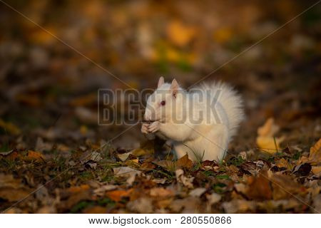A White Squirrel In The Trees In Olney Community Park In Olney, Illinois.
