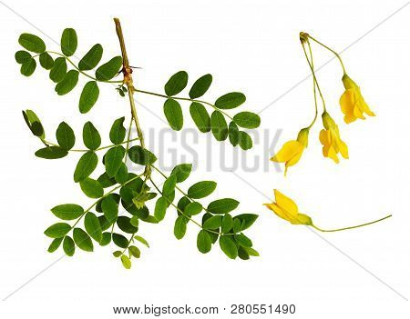 Set Of Fresh Green Leaves And Yellow Flowers Of Siberian Peashrub Isolated On White