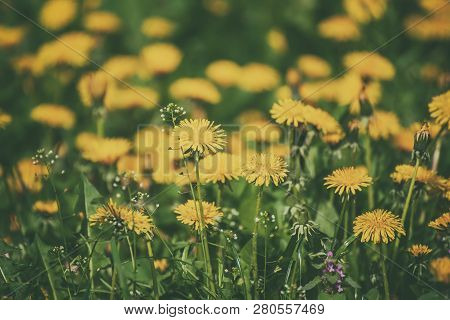 Dandelion Yellow Flower Growing On The Green Meadow In Spring Time, Natoral Seasonal Floral Backgrou