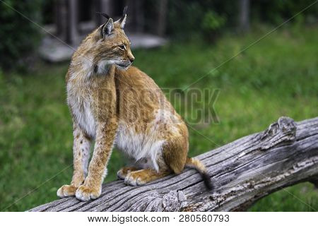 Lynx In The Forest. Sitting Eurasian Wild Cat On Green Mossy Stone, Green In Background. Wild Cat In