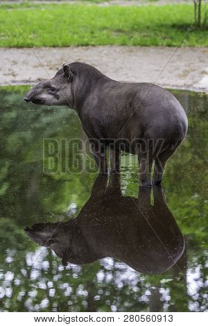 Baby Tapir Standing In The Puddle With Mirrored Reflection