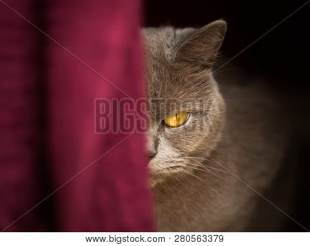 Grey British Shorthair Cat Staring And Hiding Behind A Red Curtain
