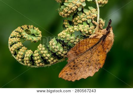 The Poplar Lappet (gastropacha Populifolia). Camouflage In Nature