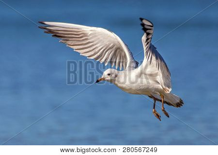 Black-headed Gull (larus Ridibundus). Flying Seagull Over The Water