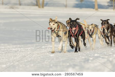 Husky Dogs In A Team In Winter Landscape. Husky Sled Dogs Running On A Snowy Wilderness Road. Sleddi