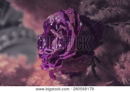 Purple Rose With Raindrops On The Petals In The Center Surrounded By Pink Fluffy Herbs