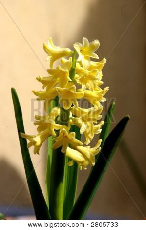 Jacinthe bellezza
