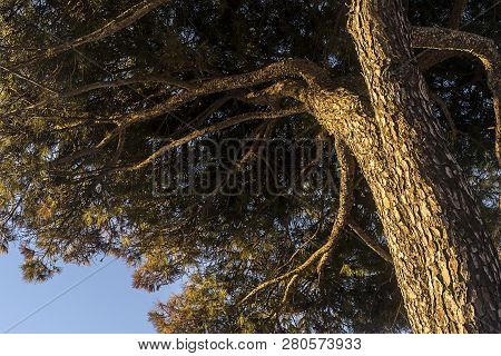 Pinus Halepensis Tree From Under Perspective In Sunrise.