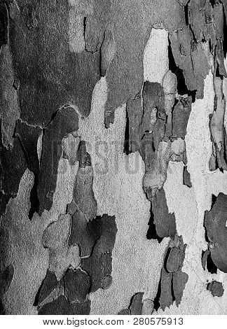 Tree Crust Is Falling Apart And Exposing The Inner Layer.
