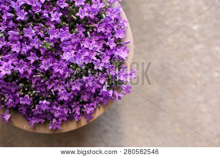 Campanula Muralis Flowers Or Violet Bellflowers Growing In A Flowerpot, Top View.