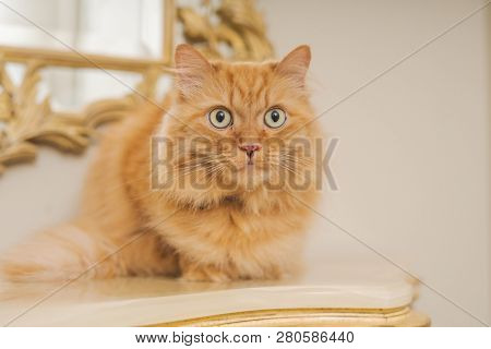 Beautiful ginger long hair cat sitting on table at home