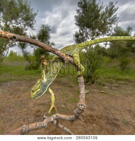 Close Up African Chameleon (chamaeleo Africanus) Climbing On Branch Habitat Landscape Background