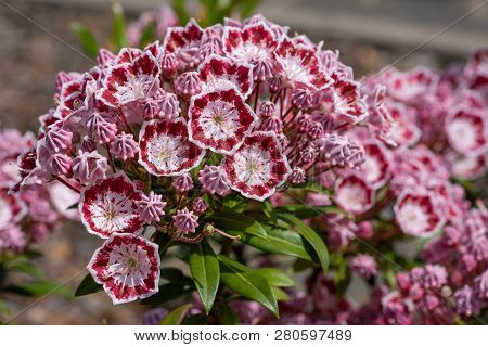 Mountain Laurel (kalmia Latifolia), Close Up Of The Flower Head