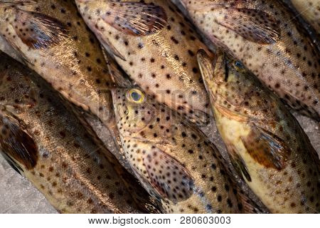 Saltwater Fishes On Ice. Fishscale Texture. Tropical Seafood Shop Photo Background. Sea Fish Catch O