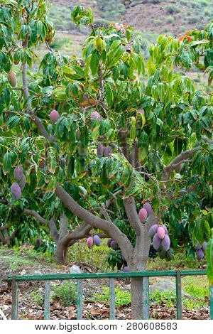 Tropical Mango Tree With Big Ripe Mango Fruits Growing In Orchard On Gran Canaria Island, Spain. Cul