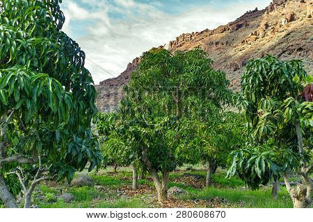 Tropical Mango Tree After Harvesting Growing In Orchard On Gran Canaria Island, Spain, Cultivation O