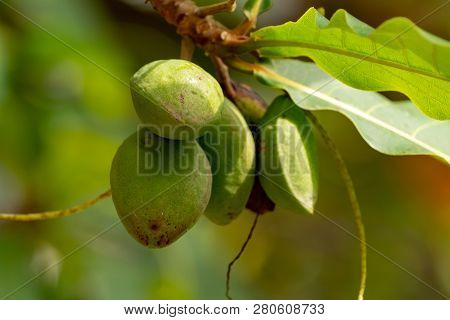 Terminalia Catappa Or Indian Almond Tree, Also Known As Tropical Almond Free With Nuts Close Up