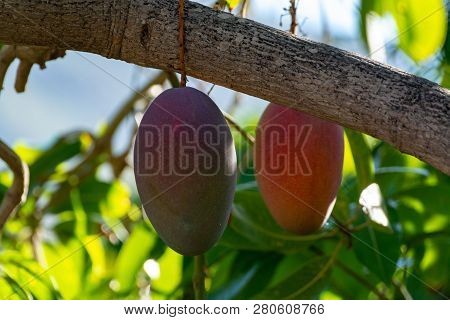 Tropical Mango Tree With Big Ripe Mango Fruits Growing In Orchard On Gran Canaria Island, Spain. Cul