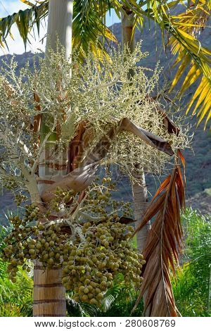 Bunch Of Unripe Dates Fruits Growing On Tropical Palm Tree Close Up