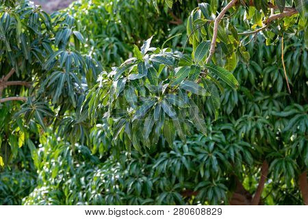 Tropical Mango Tree Growing In Orchard On Gran Canaria Island, Spain. Cultivation Of Mango Fruits On