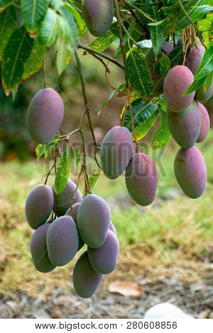 Tropical Mango Tree With Big Ripe Mango Fruits Growing In Orchard On Gran Canaria Island, Spain. Cul