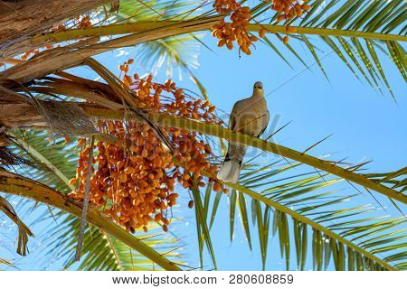 Bunch Of Barhi Dates Fruits Growing On Palm Tree And Grey Canarian Laurel Pigeon Endemic Bird