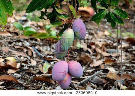 Tropical Mango Tree With Big Ripe Mango Fruits Growing In Orchard On Gran Canaria Island, Spain. Cul