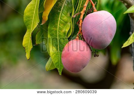 Tropical Mango Tree With Big Ripe Mango Fruits Growing In Orchard On Gran Canaria Island, Spain. Cul