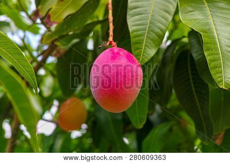 Tropical Mango Tree With One Big Ripe Mango Fruits Growing In Orchard On Gran Canaria Island, Spain.