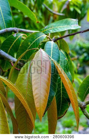 Tropical Mango Tree After Harvesting Growing In Orchard On Gran Canaria Island, Spain, Cultivation O