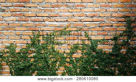 Coatbuttons, Mexican Daisy On Brick Wall Background