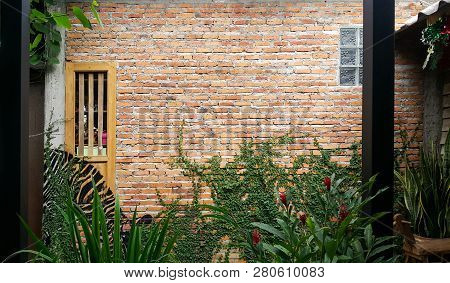 Coatbuttons, Mexican Daisy On Brick Wall With Window Background