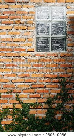 Coatbuttons, Mexican Daisy On Brick Wall With Glass Block Background