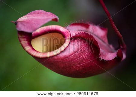 Close Up Of Nepenthes Also Called Tropical Pitcher Plants Or Monkey Cups In The Plant Nursery Garden