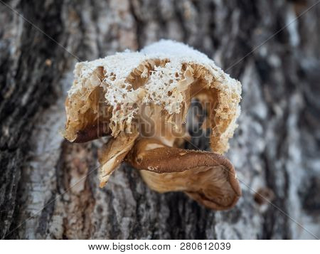 A Quaint Mushroom Parasite On A Birch Trunk In The Winter Forest