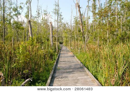 Boardwalk Goose Creek State Park in una palude