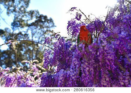 A Male King Parrot Sitting In A Wisteria Tree