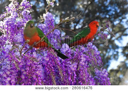 A Male And Female King Parrot Sitting In A Wisteria Bush