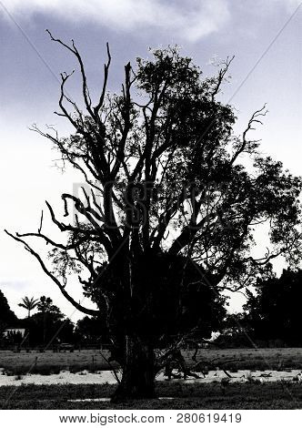 A Tree At Oxley Island. Added An Effect