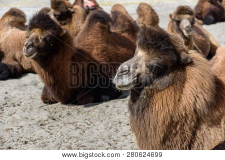 Camel In Hunder Sand Dunes With Daylight