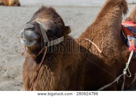 Camel In Hunder Sand Dunes With Daylight