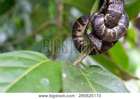 Cloudy Snail Eater Snake In Wild (sibon Nebulatus) - Dominical, Puntarenas, Costa Rica