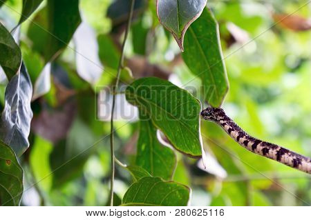 Clouded Snail Eating Snake In Tree (sibon Nebulatus) - Dominical, Puntarenas, Costa Rica