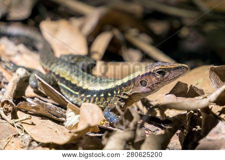 Four Lined Ameiva, Whiptail Lizard. Wildlife In Costa Rica