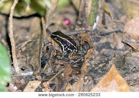 Striped Poison Dart Frog - Costa Rica Wildlife. Seen At Gandoca Manzanillo National Wildlife Refuge
