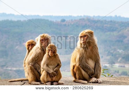 Family Of Monkeys Sitting On The Road Side And  Waiting For A Tourist To Pass By And Give Them Food.