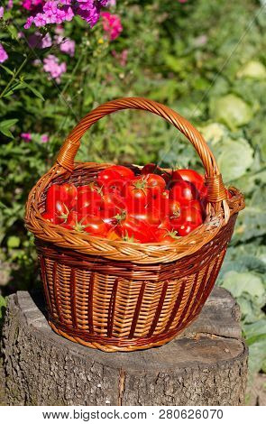 Harves Tomatoes In The Basket. Summer Garden