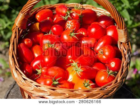 Harves Tomatoes In The Basket. Summer Garden